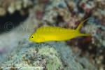 Blenny 05tc Meiacanthus oualanensis 3756 Stephen WONG_01