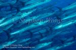 Barracuda 01t Chevron 7510 copy