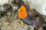 Dottyback 02tc Steene's 7357