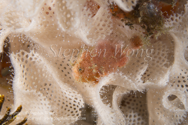 Frogfish 05tc 7315