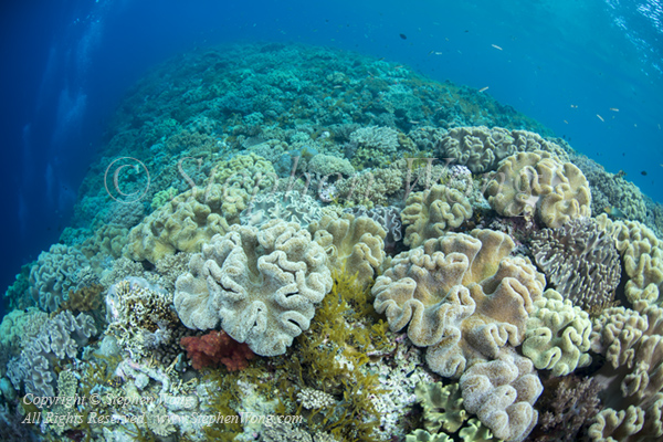 Reef 02t 6638