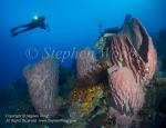 Sponge 11tc Barrel & Takako 6331