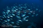 Surgeonfish 02t 6326
