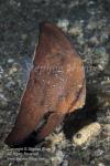 Batfish 02tc Rounded juv 7489