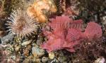 Scorpionfish 04tc Rhinopias 7325