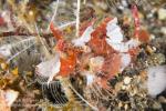 Scorpionfish 11tc Filamented 7355