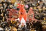 Scorpionfish 12tc Filamented 7364