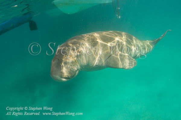 Dugong 07tc 7063