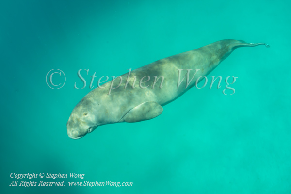 Dugong 10tc2 6977