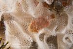 Frogfish 05tc 7315