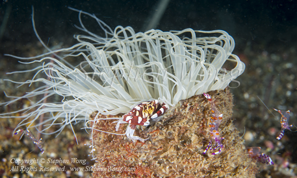 Crab 08tc & Shrimp & Tube Anemone 7339