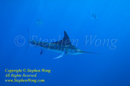 Striped Marlin 61t 1205