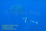 Striped Marlin 50tc attack baitball 1171
