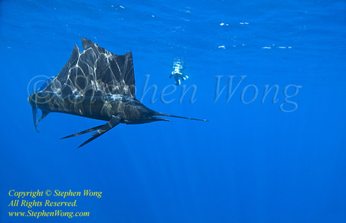 Pacific Sailfish 21t 0300 & Takako.  This Pacific species is different from my earlier posted Atlantic ones.