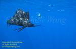 Pacific Sailfish 21t 0300 & Takako.  This Pacific species is different from my earlier posted Atlantic ones.