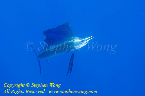 Atlantic Sailfish 001tc 0238