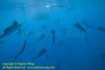 Atlantic Sailfish 109t 1325