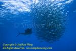 Atlantic Sailfish 040tc attack baitball 0472
