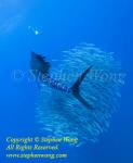 Atlantic Sailfish 51tc corral baitball, while Takako (upper left in yellow hood) dives down 0555