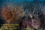 Scorpion Fish 60t Lionfish & Glass Fish 3984 Bur0812 090221