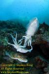 Cuttlefish 42t Pharaoh, fighting 3889 Bur0812 090221