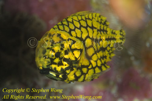 Pine Cone Fish 10tc 3461 different species than Pineapple Fish (next shot)