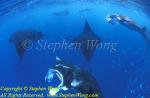 Manta Ray 02b RA0607 Stephen WONG 010109