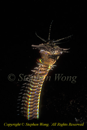 Bobbit Worm 01tc nightmare for males, dingdong snipper!
