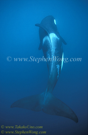 Orca 13a