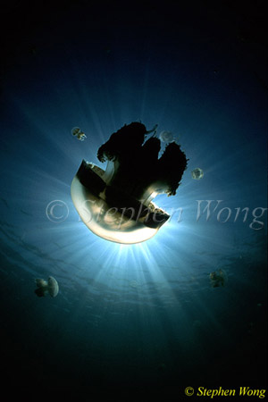 Jellyfish 09 080203