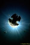 Jellyfish 09 080203