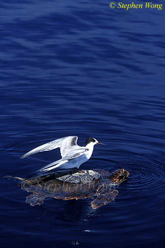 04 Loggerhead Turtle (45cm) 05a, Common Tern & Pilot Fish 110803
