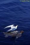 04 Loggerhead Turtle (45cm) 05a, Common Tern & Pilot Fish 110803