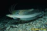 Trichonotus halsteadi, Sand Diver 02 Milne Bay, PNG