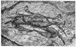 Crab etching 1978 01a, Stephen's plexi-glass-etching
