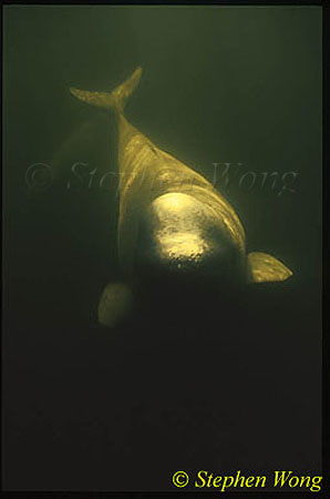Beluga Whales 109