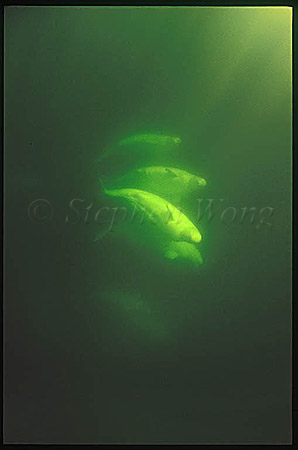 Beluga Whales 118