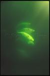 Beluga Whales 118