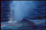 Blue Whales 06
