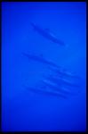 False Killer Whales 101