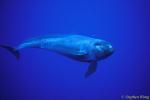 False Killer Whales 108 or Pseudorca 110803