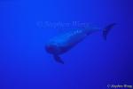 False Killer Whales 109 or Pseudorca 110803