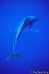 False Killer Whales 110 or Pseudorca 110803