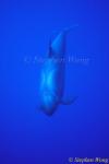 False Killer Whales 111 or Pseudorca 110803