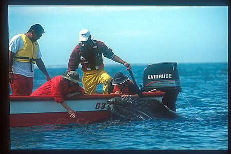Gray Whales 01