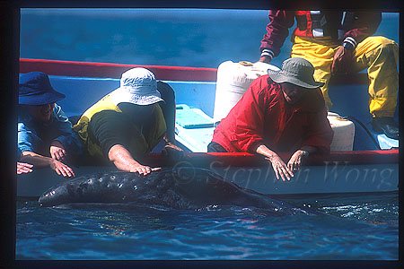 Gray Whales 02