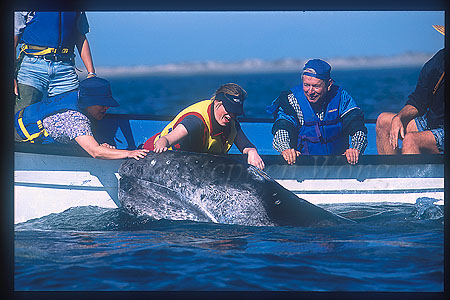 Gray Whales 04