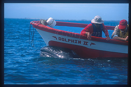 Gray Whales 07
