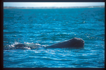 Gray Whales 08 upside down