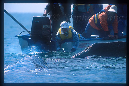 Gray Whales 22